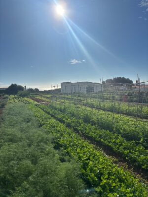 Curso de Iniciación a la Huerta Regenerativa