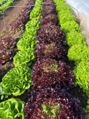 Curso Profesional de Huerta Regenerativa